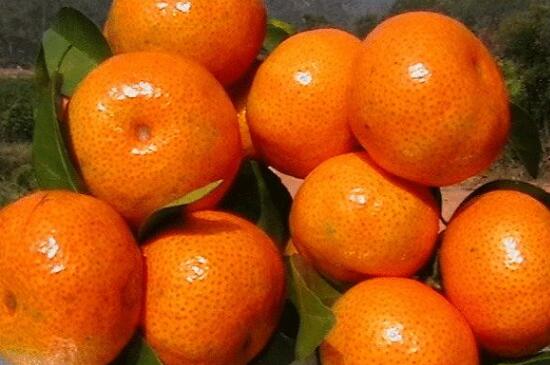 橘子有几种