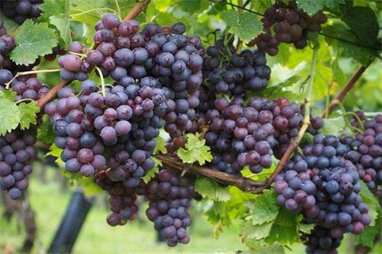葡萄有几种颜色