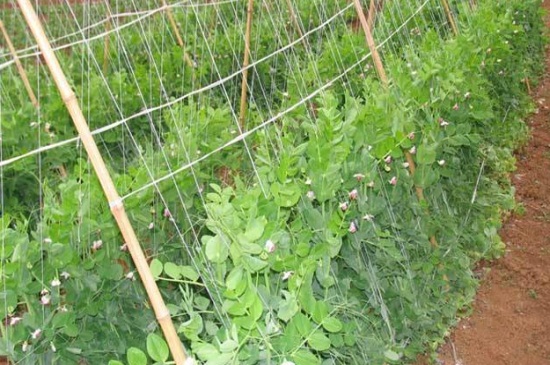 豌豆几月种