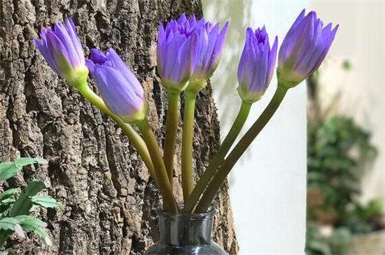 睡莲插在花瓶里茎弯了，可能是温度过低或光照不足
