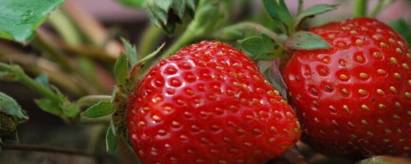 大棚草莓一年结几次果