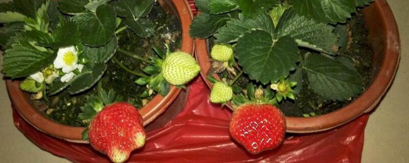 如何种草莓盆栽