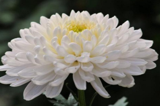白色的菊花代表什么
