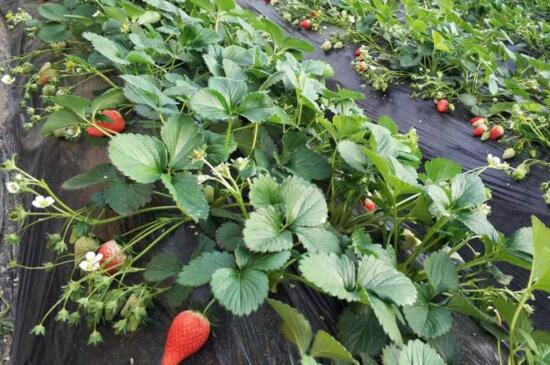 草莓在什么季节成熟