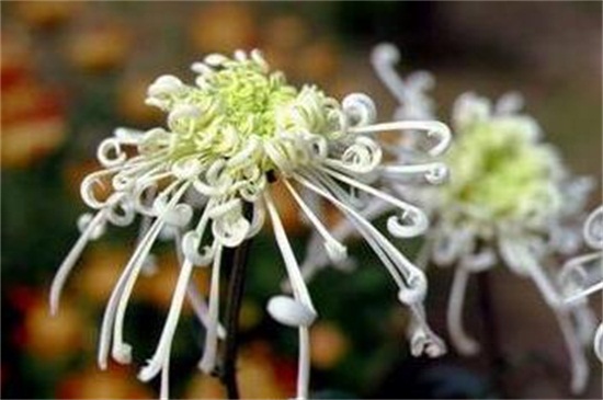 菊花的种类哪些名称 菊花的品种 菊花哪些品种 大盆景网