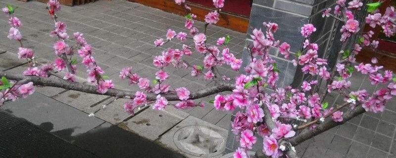 桃花开花季节