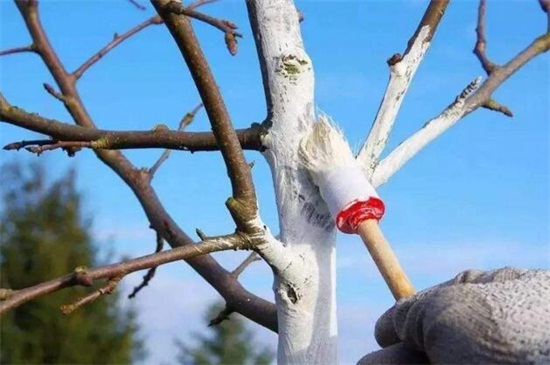 保护树的方法