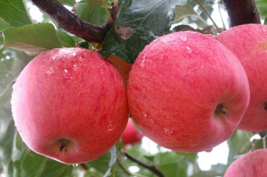苹果是哪个季节成熟