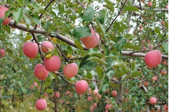 苹果是哪个季节成熟