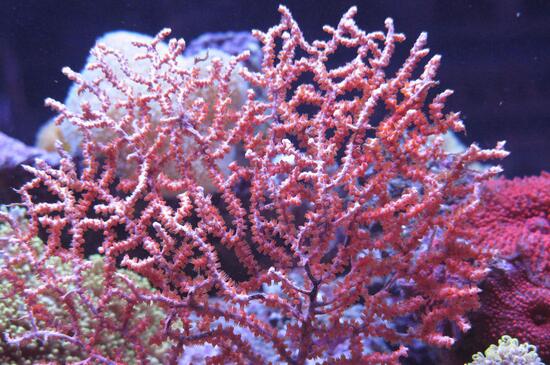珊瑚还有哪些形状