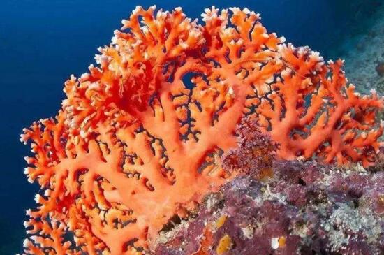 珊瑚还有哪些形状