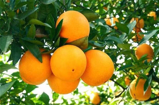 橘子是热性的吗，温性有开胃理气功效