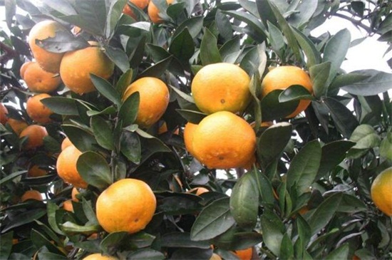 橘子是热性的吗，温性有开胃理气功效