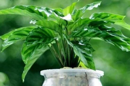 孔雀竹芋水培养殖方法和注意事项，湿润环境勤换水