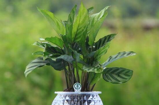 孔雀竹芋水培养殖方法和注意事项，湿润环境勤换水
