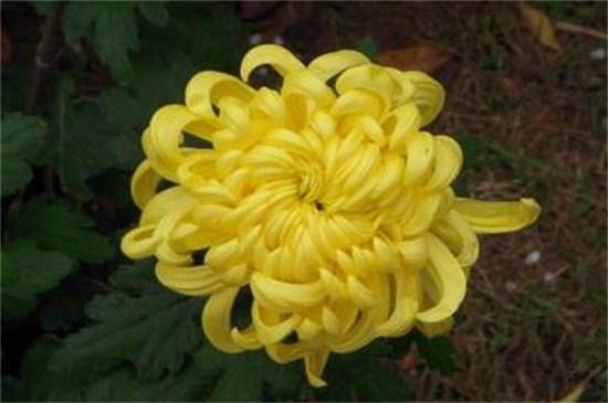 为什么家里不能种菊花，黄白菊有悼念含义不吉利