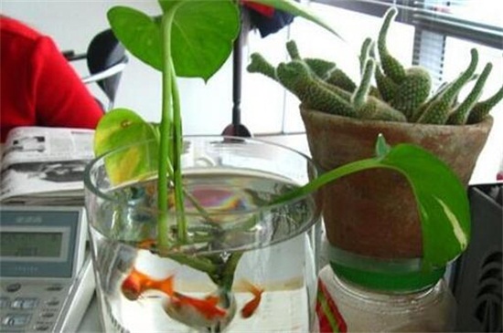 单叶片绿萝繁殖方法，水培和土培均可生根发芽