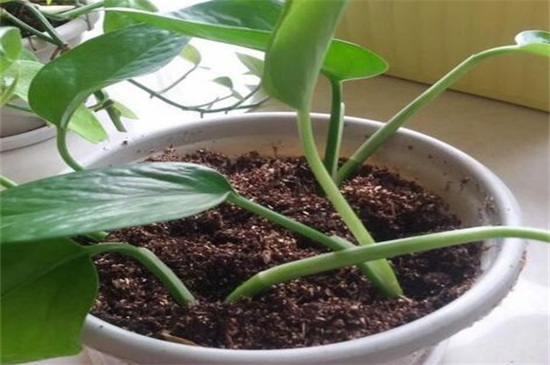 单叶片绿萝繁殖方法，水培和土培均可生根发芽