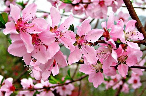 桃花_桃花花期_桃花大图_桃花期_植物之家