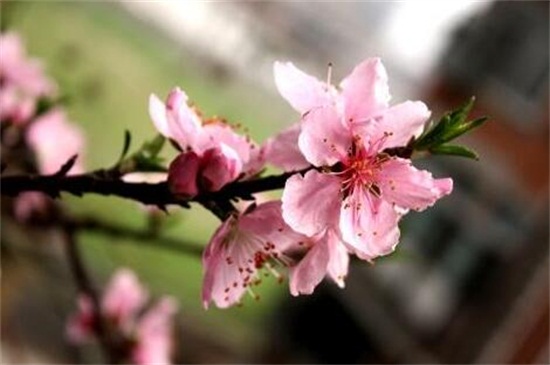 桃花冬天怎么养，做好五点使其安全越冬