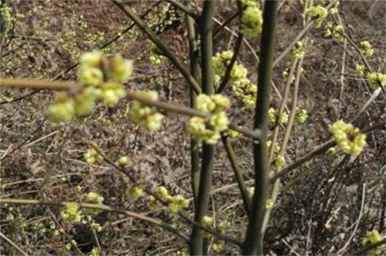 木姜花什么时候种，春季播种最为适宜