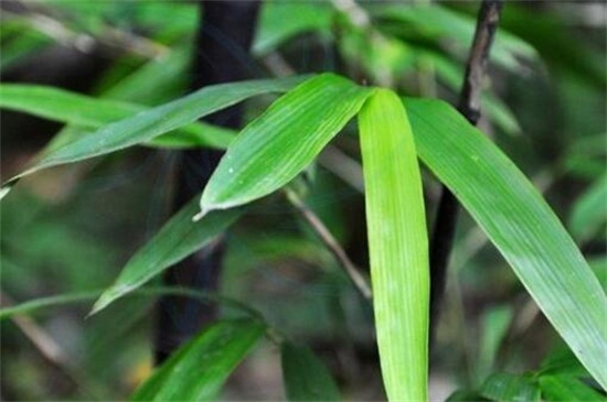 北方紫竹的养殖方法和注意事项，酸化土壤并换盆修根