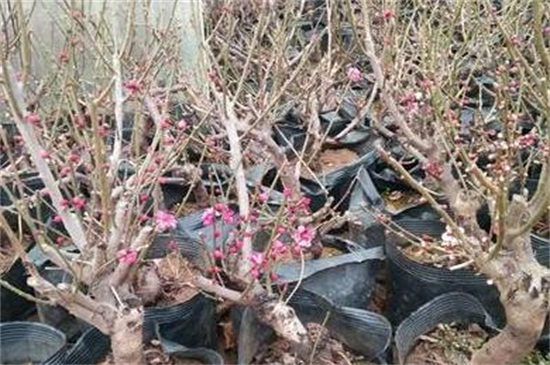 红梅冬天怕冻吗，可放在室外盆栽养护