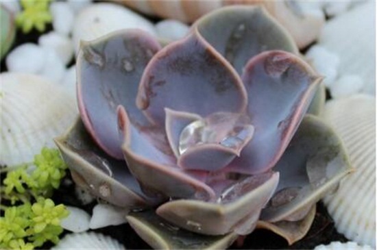 紫珍珠多肉的养殖方法和注意事项，充足光照低温控温