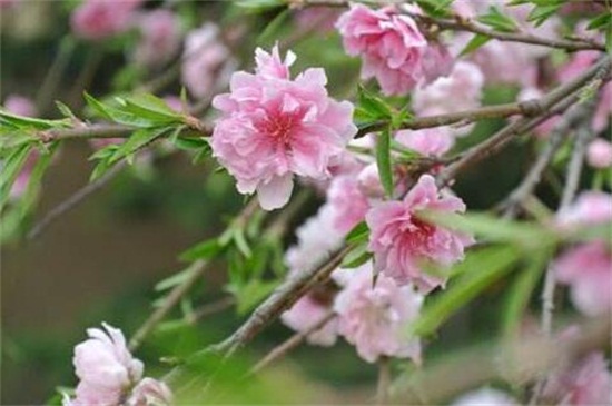 桃花有哪些品种 盘点十种美丽桃花 花语网