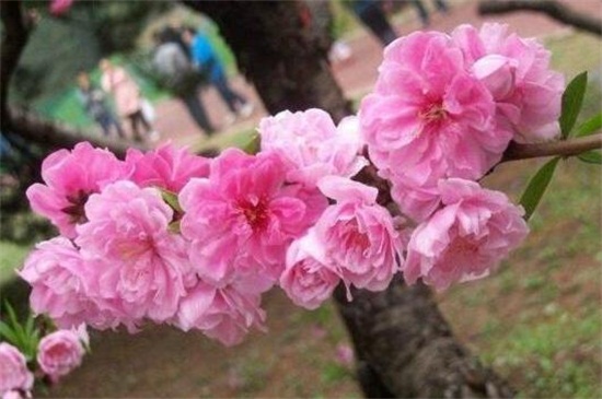 桃花有哪些品种 盘点十种美丽桃花 花语网