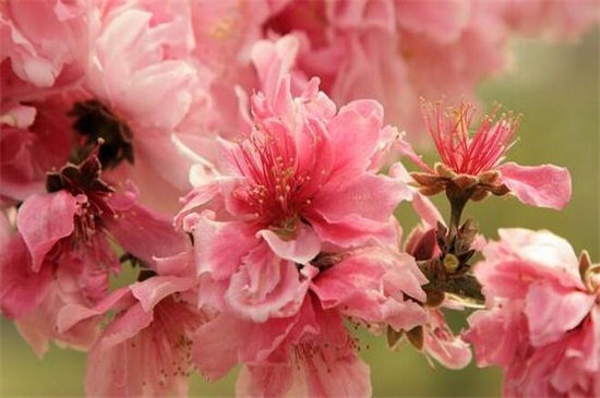 桃花有哪些品种，盘点十种美丽桃花