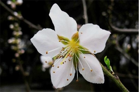 桃花有哪些品种，盘点十种美丽桃花
