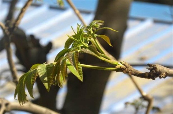 香椿芽的养殖方法和注意事项，调控湿度并套袋隔光