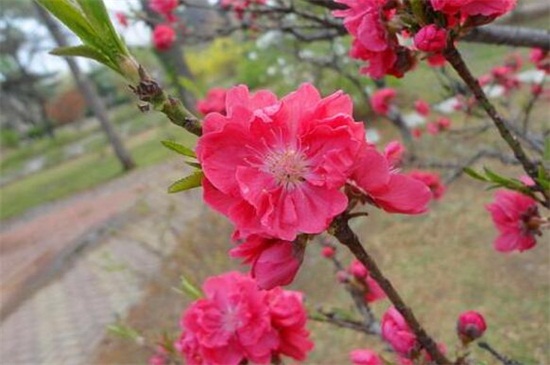 七寸桃花换盆时间，春季4～5月或秋季9～10月