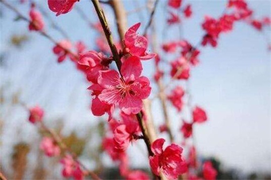 七寸桃花换盆时间，春季4～5月或秋季9～10月