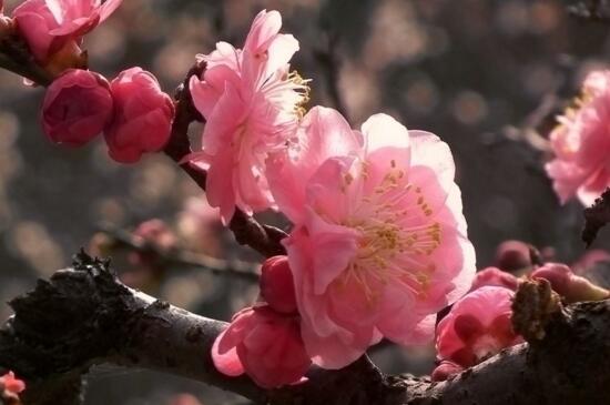 梅花在户外越冬的品种，粉红梅美人梅可安全越冬