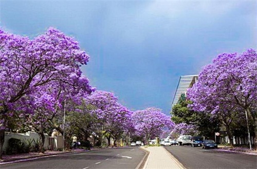 蓝花楹 蓝花楹图片 蓝花楹价格 蓝花楹花语 植物之家