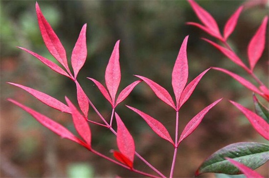 怎样让南天竹叶子变红 增加光照或将温度降低 花语网