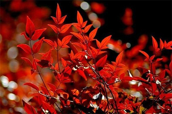 怎样让南天竹叶子变红，增加光照或将温度降低