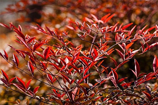 怎样让南天竹叶子变红 增加光照或将温度降低 花语网