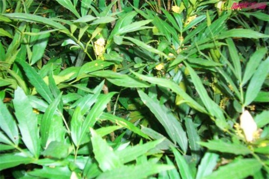 南天竹品种有哪些，盘点常见八大常见品种