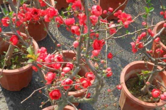 刚买的红梅盆栽养殖方法，瓦泥盆栽种并通风养护