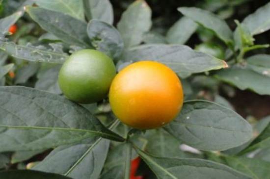 盆栽金枣养殖方法，5个步骤促进生长