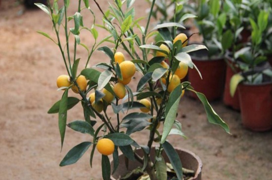 盆栽金枣养殖方法，5个步骤促进生长