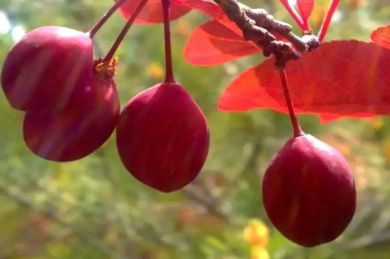 紫叶李的果子能吃吗，能吃口感不佳有酸涩感