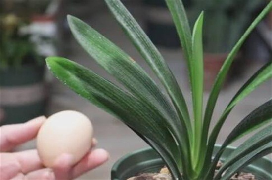 熟鸡蛋可以做花肥吗，埋入土壤或发酵使用即可