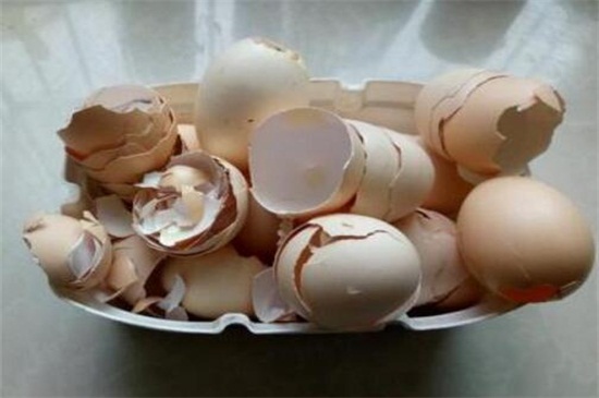 熟鸡蛋可以做花肥吗，埋入土壤或发酵使用即可