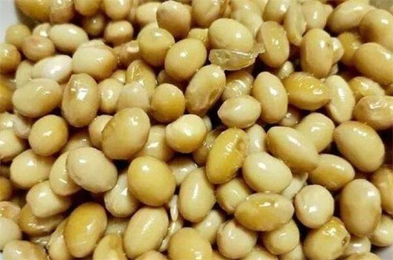 长寿花肥料自制方法，可用黄豆发酵或淘米水