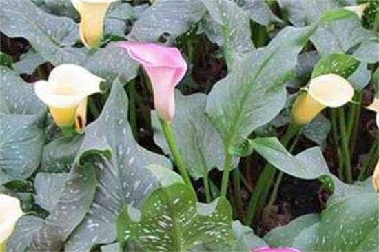 盆栽马蹄莲的养殖方法，及时浇水保持盆土湿润