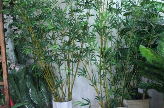 竹子叶子发黄怎么补救，防晒及时浇水追施肥